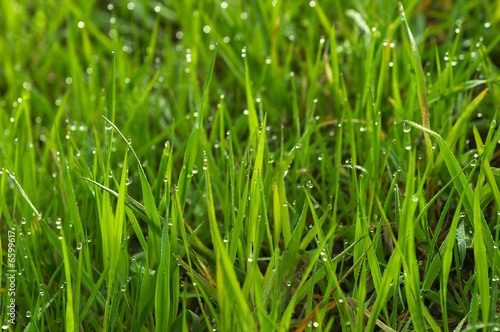 morning dew green grass spring
