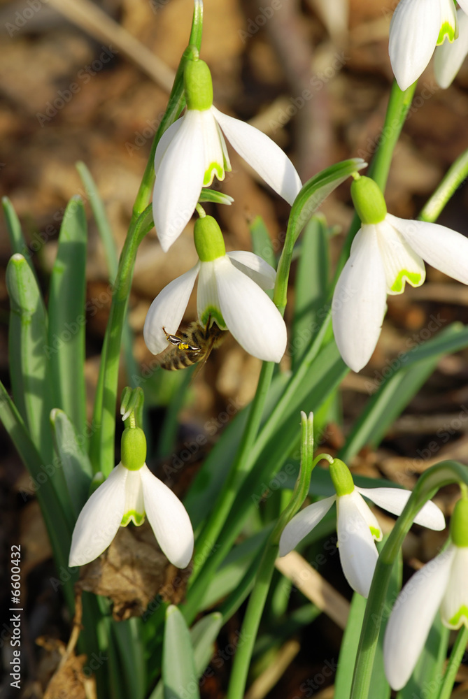 Fototapeta premium Snowdrop and a bee