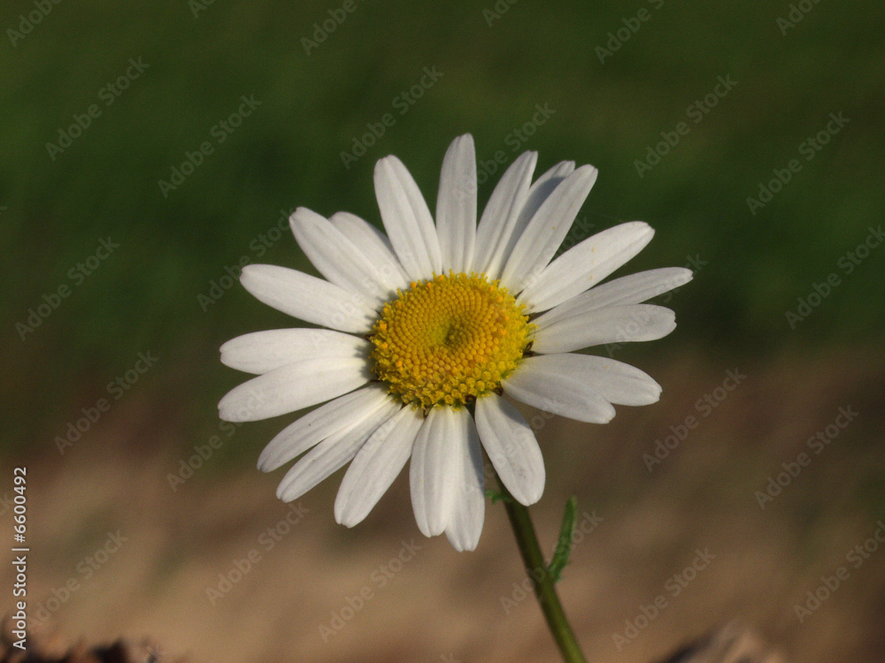 Fototapeta premium Margarite