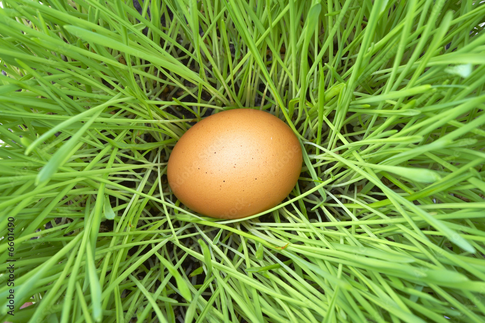 easter eggs in green grass easter eggs in green grass