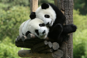 Fotobehang Panda Reuzenpanda rust in groene omgeving  © Daniel Vincek
