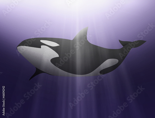 Killer Whale
