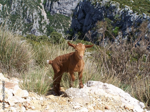 chevreau