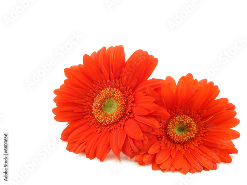 Red daisy isolated