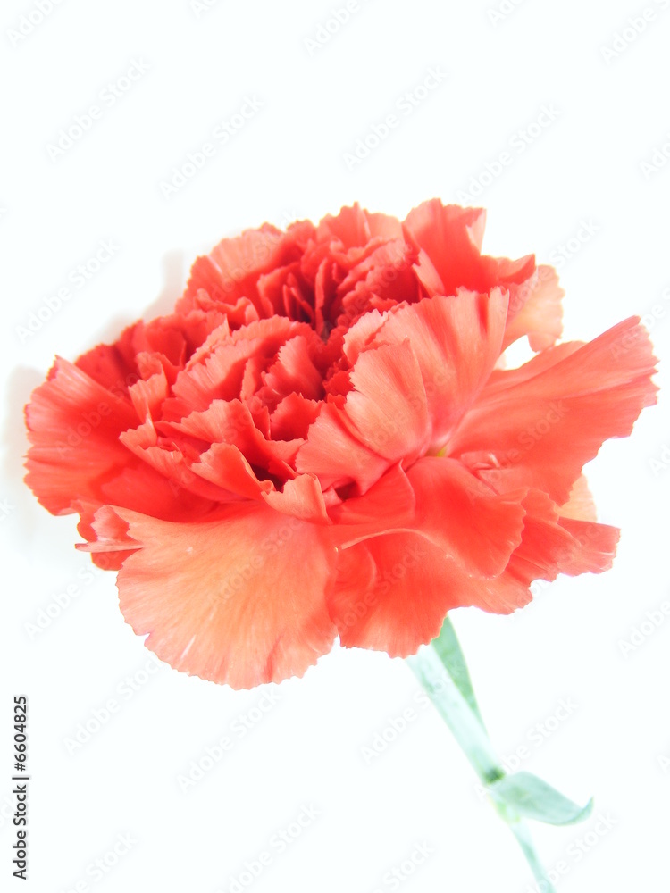 Red flower carnation isolated on white Red flower carnation isolated on white
