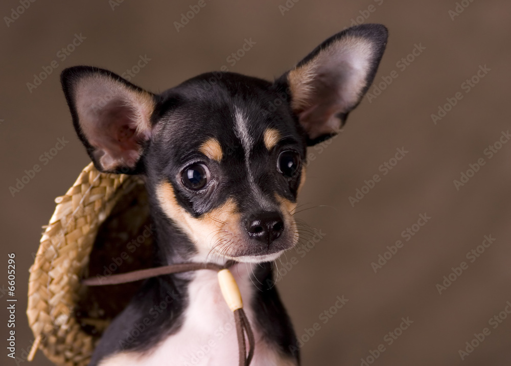 Chihuahua with Straw Hat