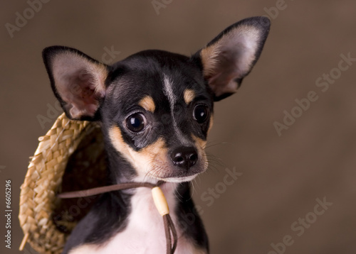 Chihuahua with Straw Hat