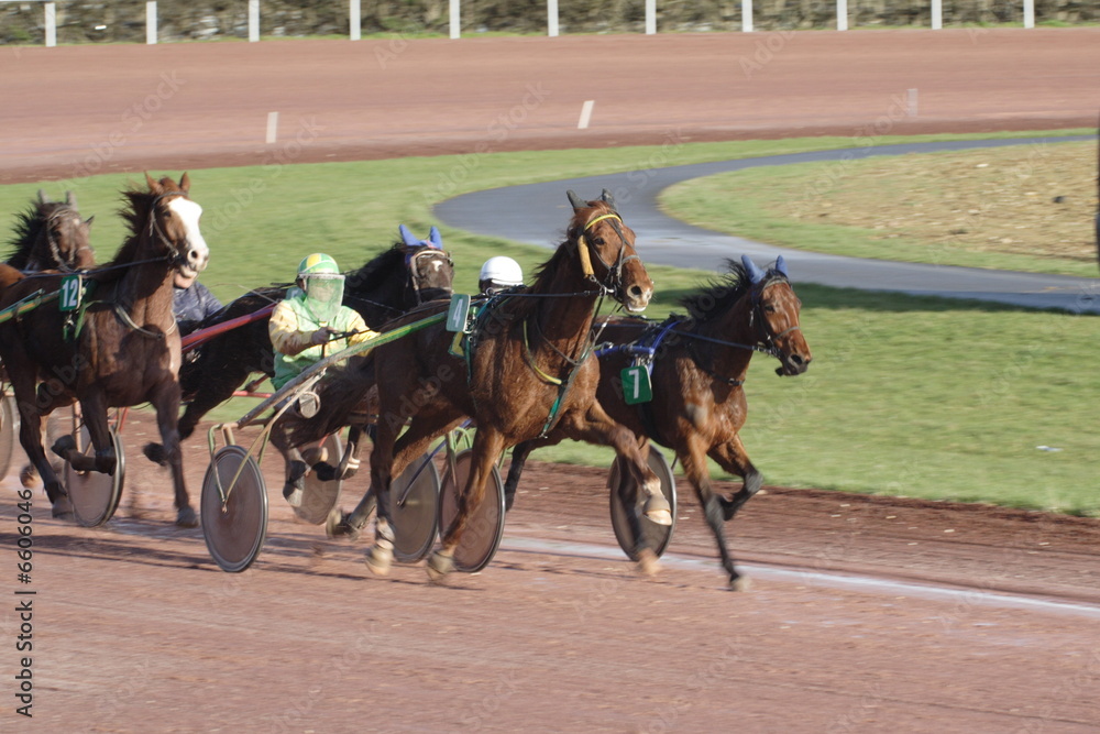 Foto chevaux