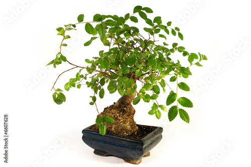 Bonsai. Little green tree