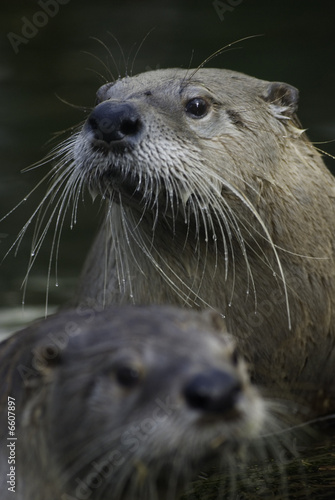 otters