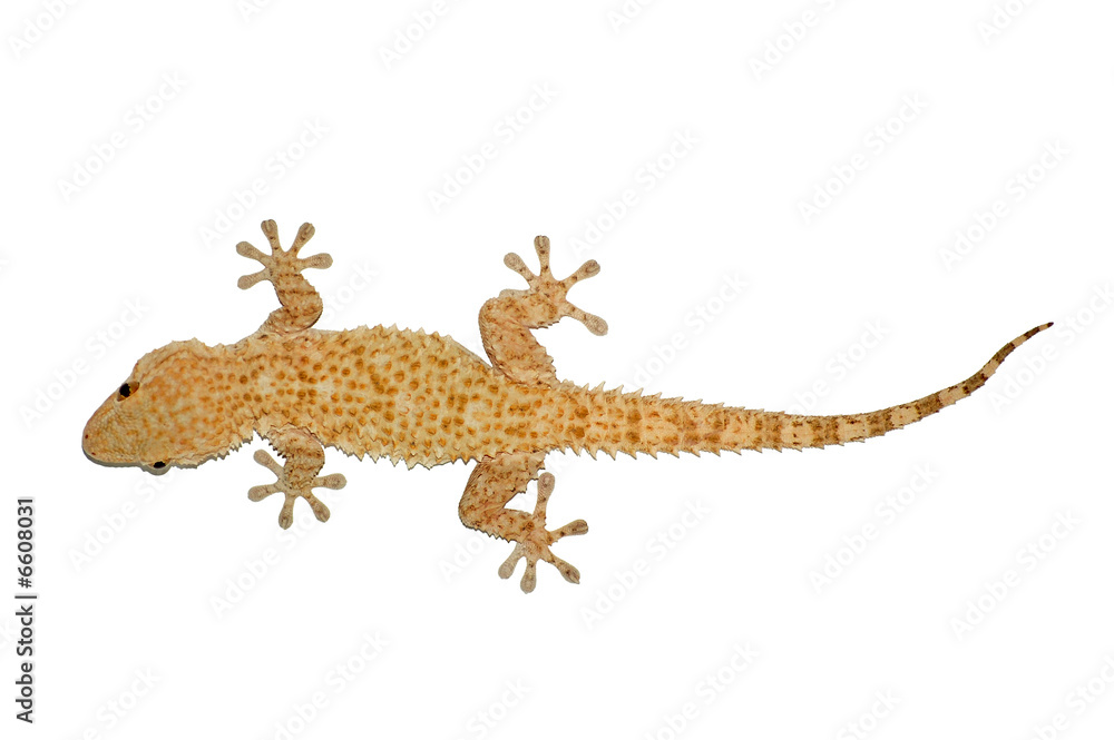 Naklejka premium small gecko lizard isolated against a white background
