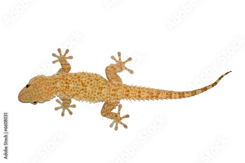 small gecko lizard isolated against a white background