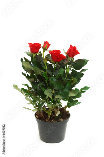 Red roses in the pot isolated on white