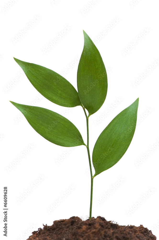 Fototapeta premium New Life concept with green branch on white