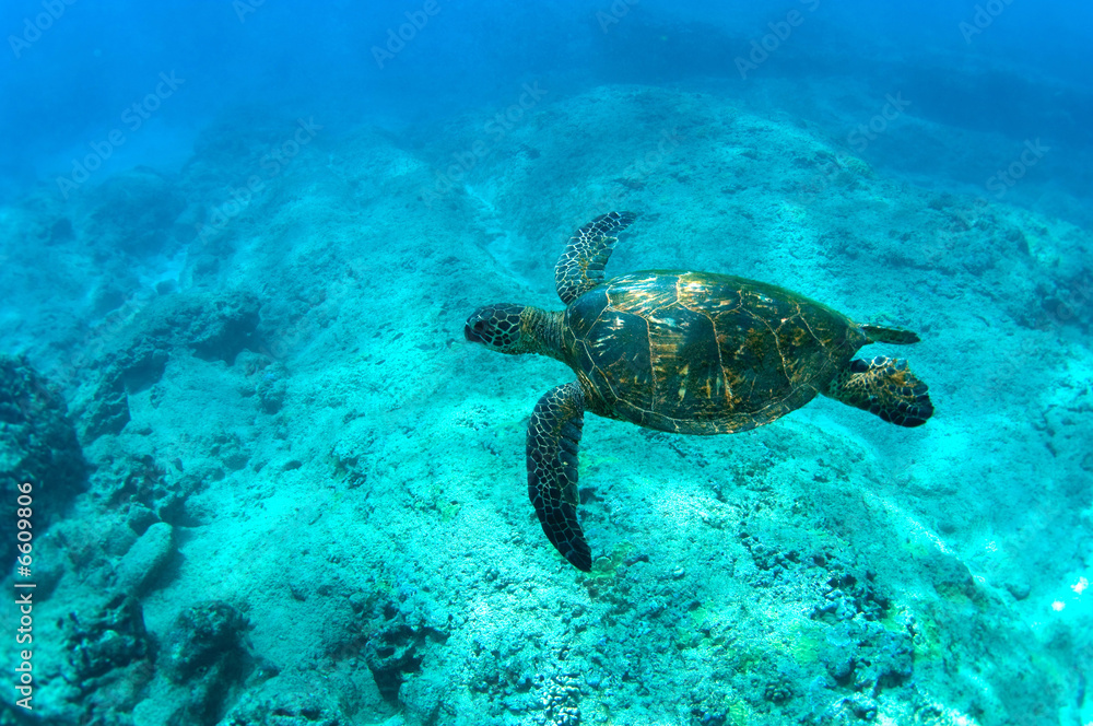 endangered sea turtle endangered sea turtle