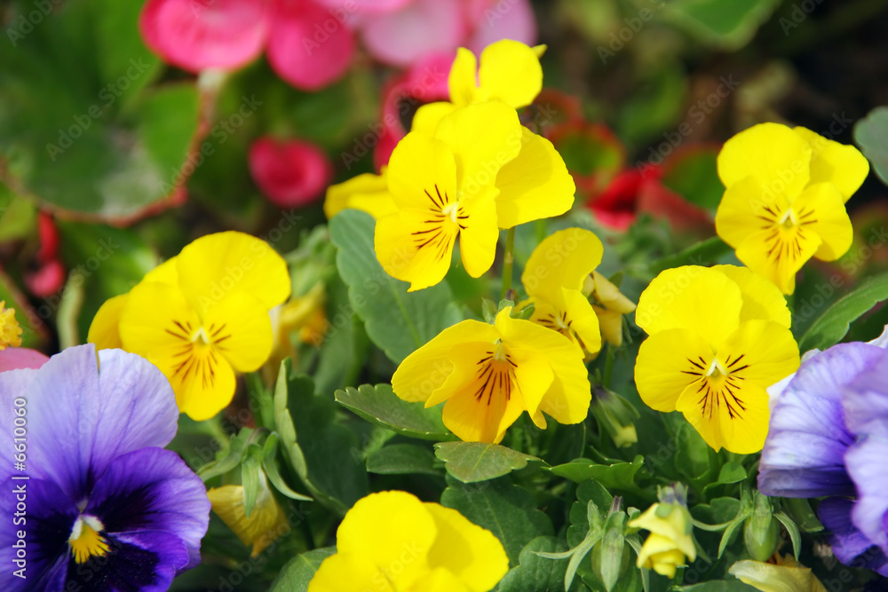 Pansies in a spring garden