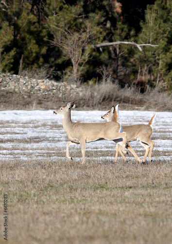 Two white tail deer walk across a field.