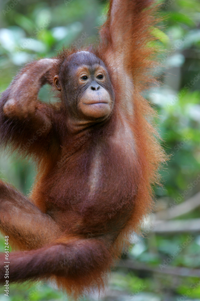 Naklejka premium Orangutans