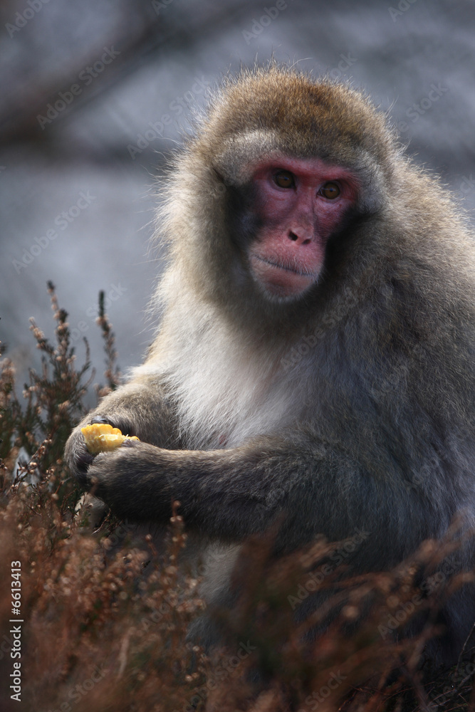 Snow Monkey