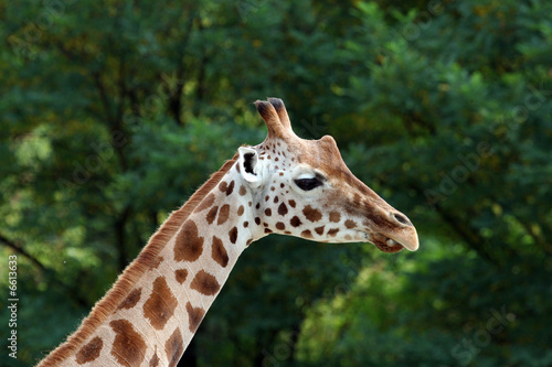 Giraffe head and neck portrait