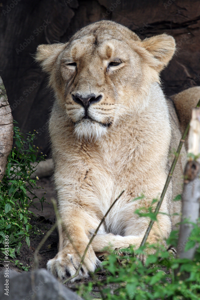 Naklejka premium Lioness lying ion ground portrait