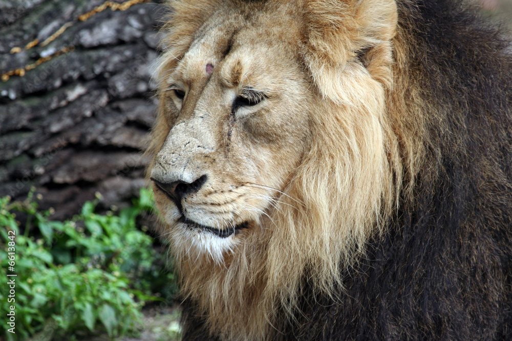 Portrait of lion