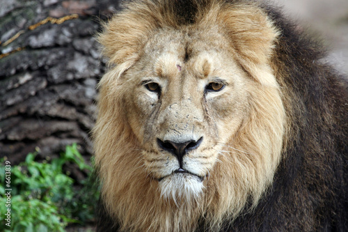 Sad lion looking in portrait