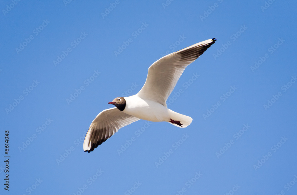 Obraz premium The seagull in flight