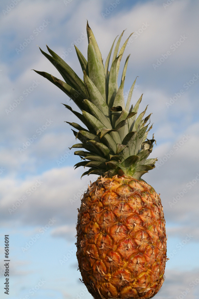 Pineapple Pineapple