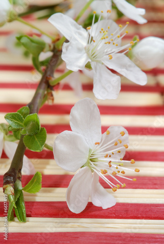 Blossoms on cafe table
