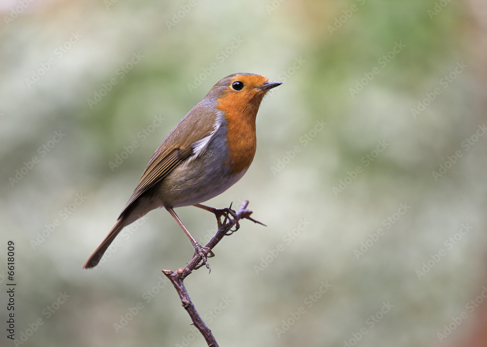 Garden Birds - European Robin Garden Birds - European Robin