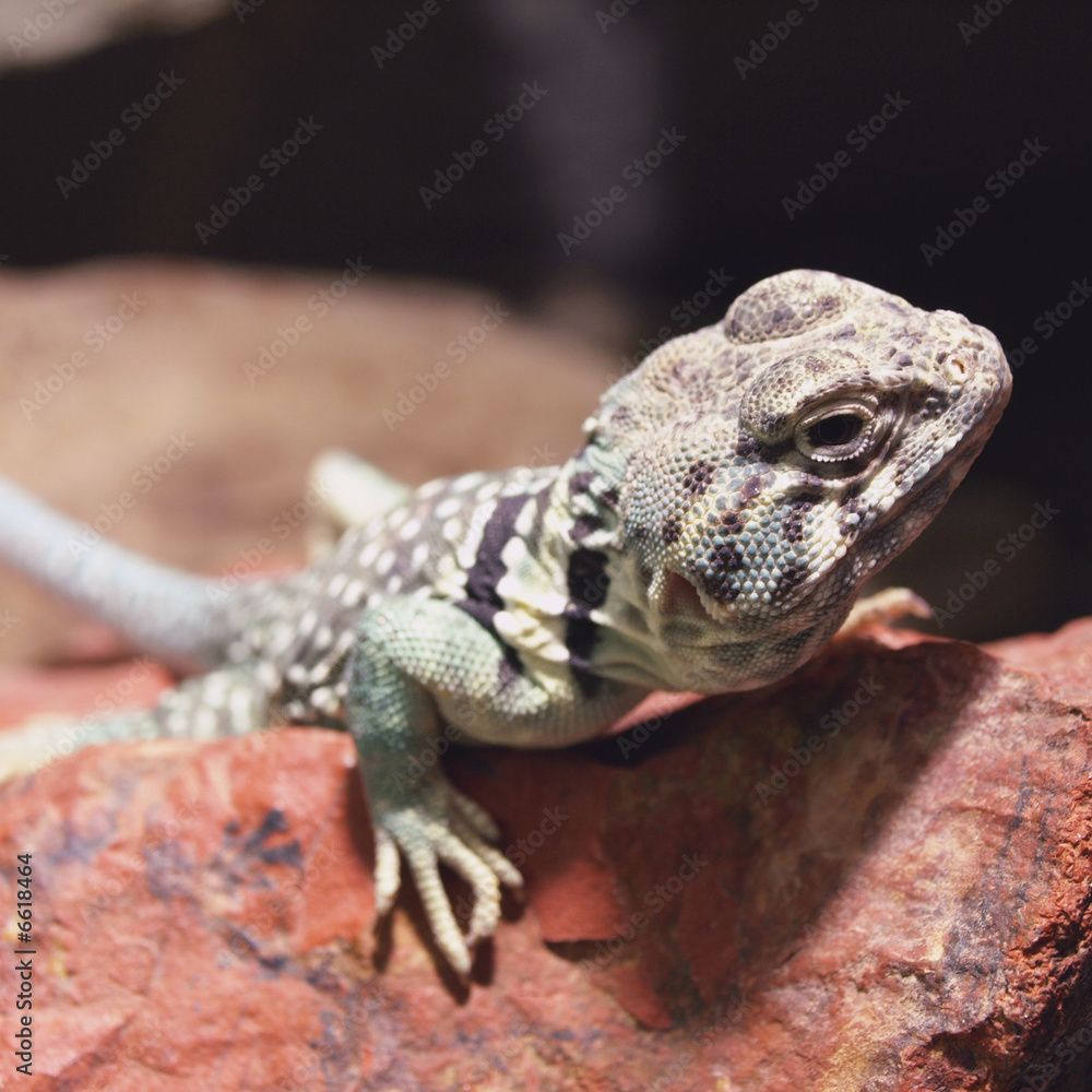 Fototapeta premium Halsbandleguan