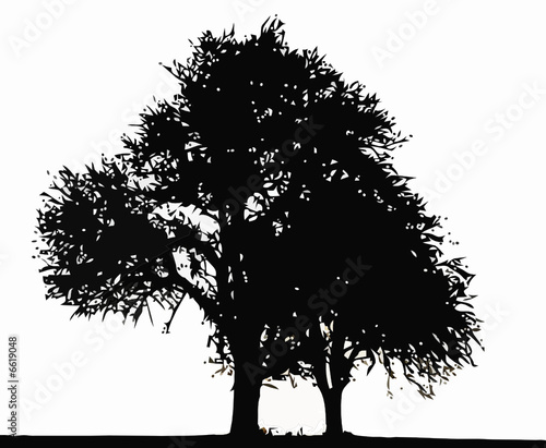 baum