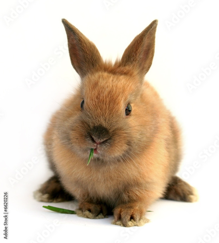 Happy cute easter bunny rabbit eating grass, isolated on white background #6620226