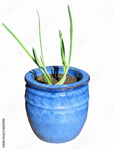 Spring Onion