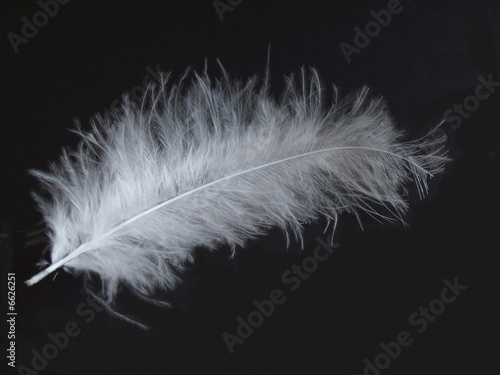 feather