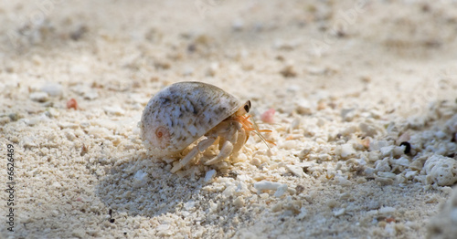 pushy hermit crab
