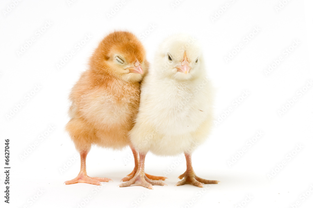 A Pair of Easter Chicks A Pair of Easter Chicks