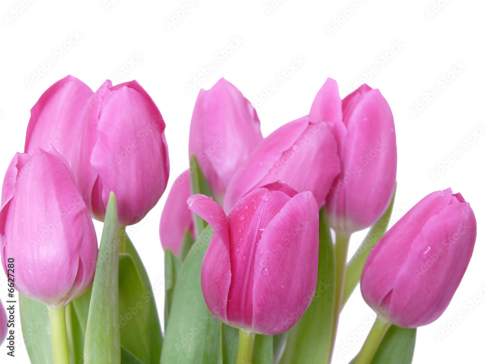 Fototapeta premium Dzień Matki, tulipany