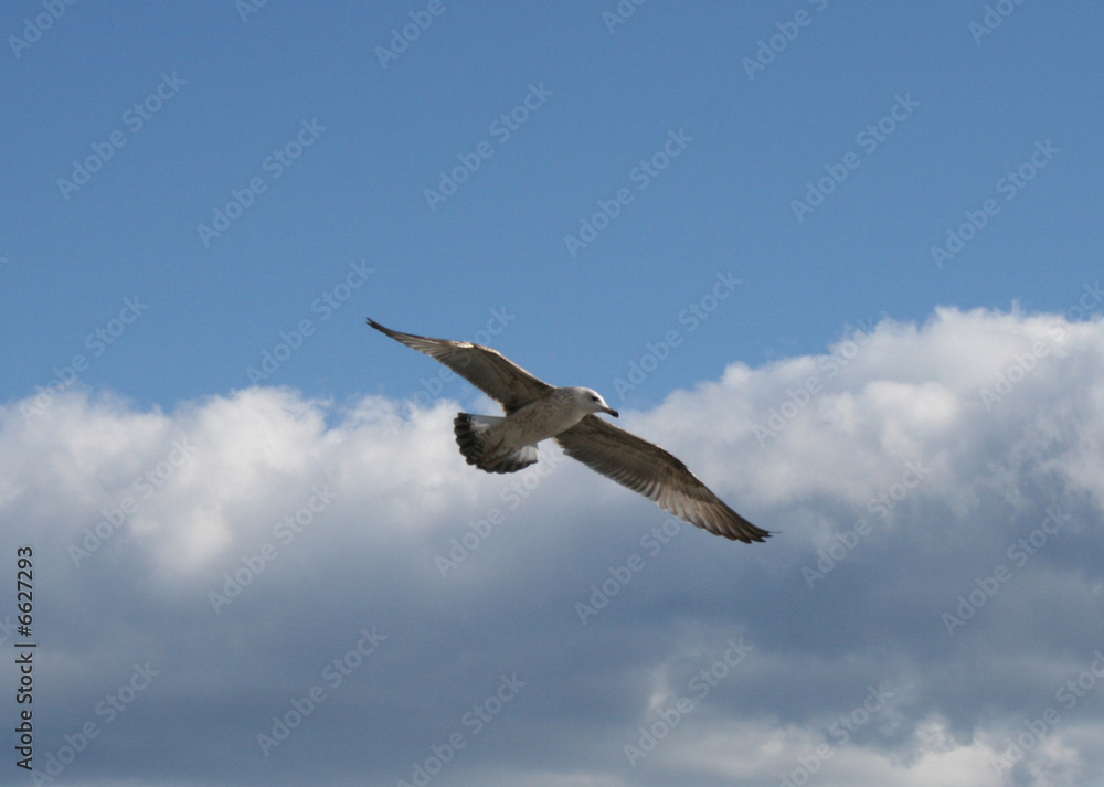Fototapeta premium Seagull