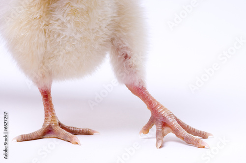 Skinny Bird legs