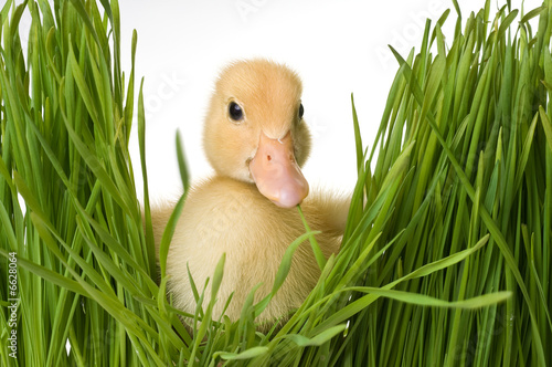 Easter Duck in the Grass