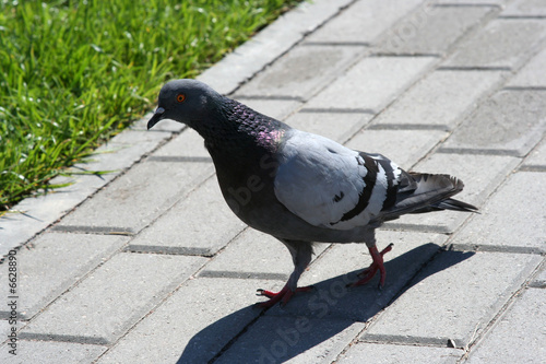 Marching pigeon