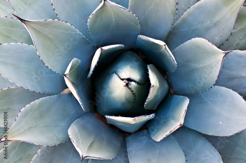 Agave Cactus