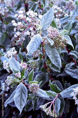 viburnum prunifolium in winter