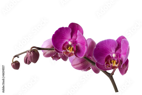 Branch of orchid  clipping path included
