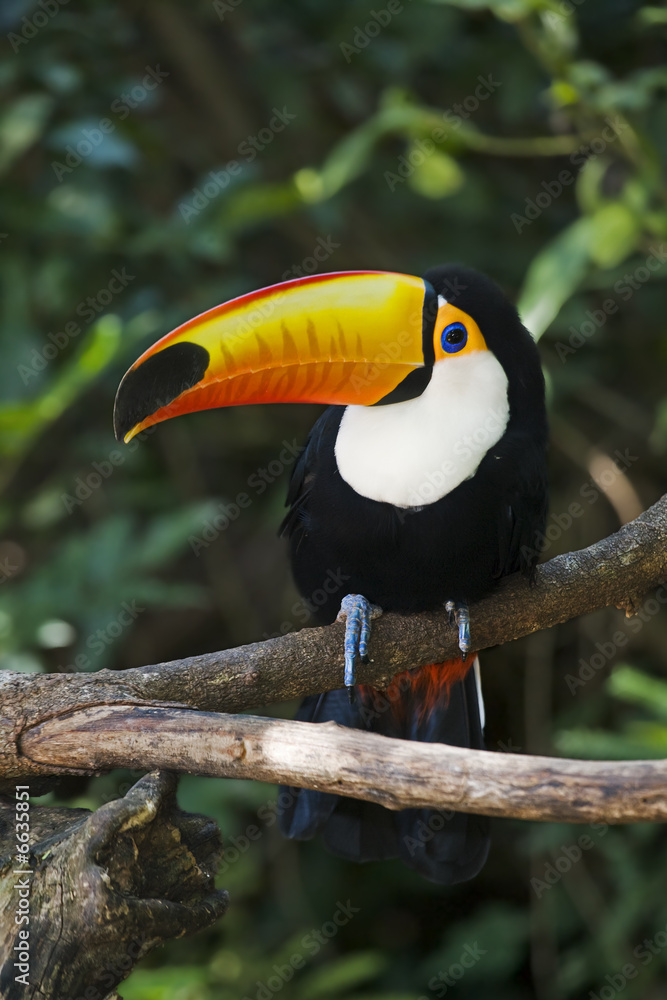 Naklejka premium Toco Toucan