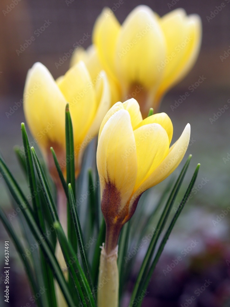Naklejka premium Krokus