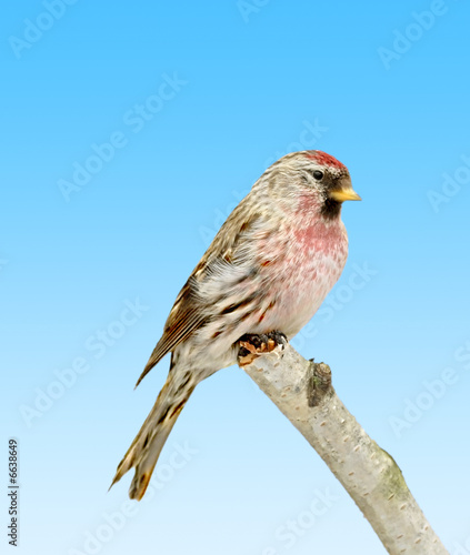 Redpoll photo