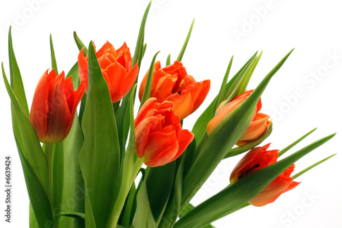 Tulips
